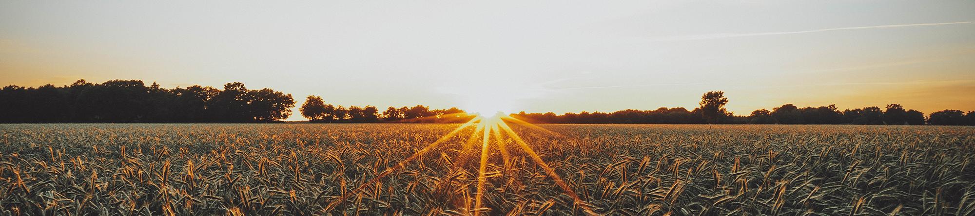 Wheat field