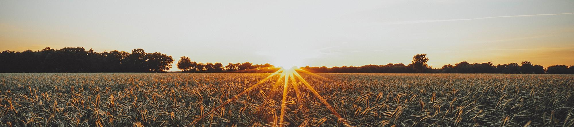 Wheat Field