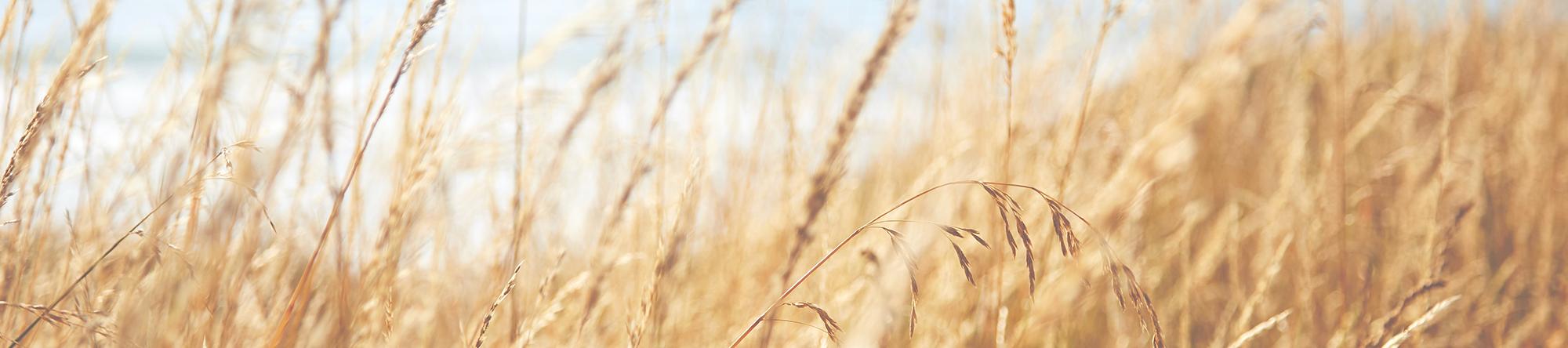 Wheat